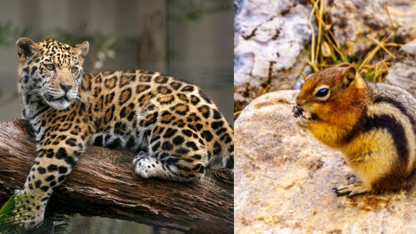 Jaguar (Alpine chipmunk)