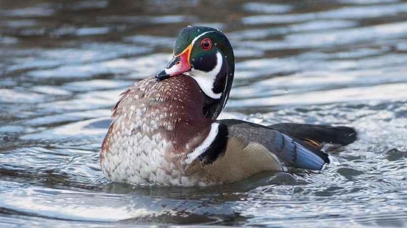 Wood Duck