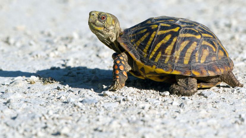 Ornate Box Turtle