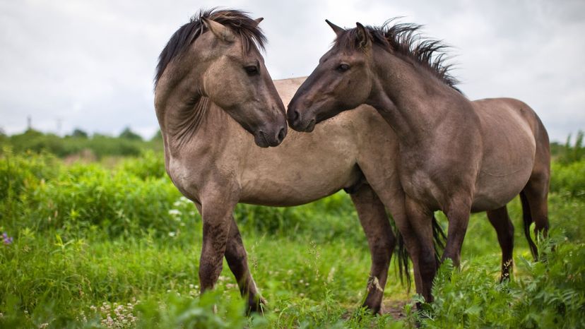 The Ultimate Horse Lover's Quiz