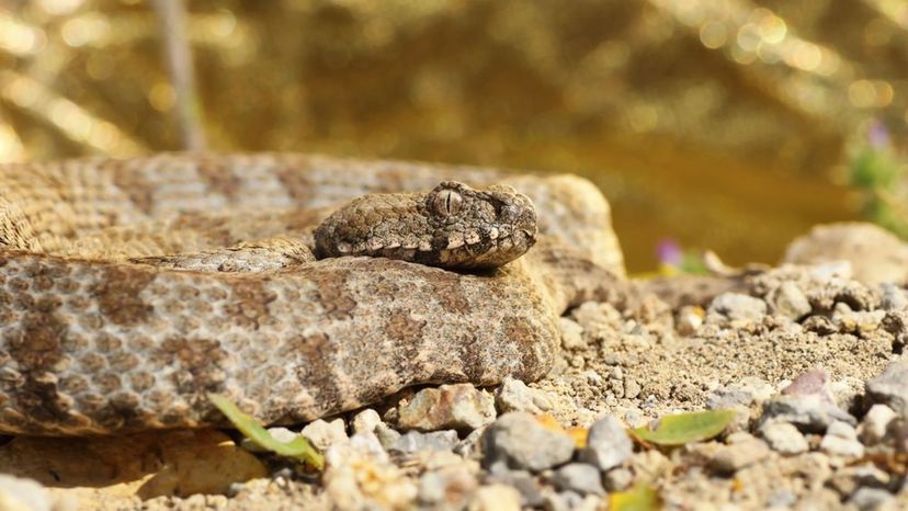 Macrovipera Lebetina