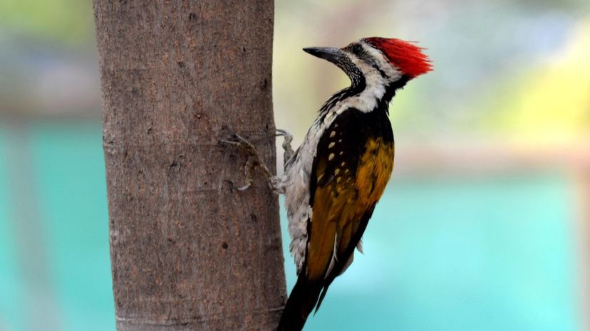 Woodpecker