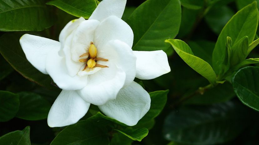 Gardenia