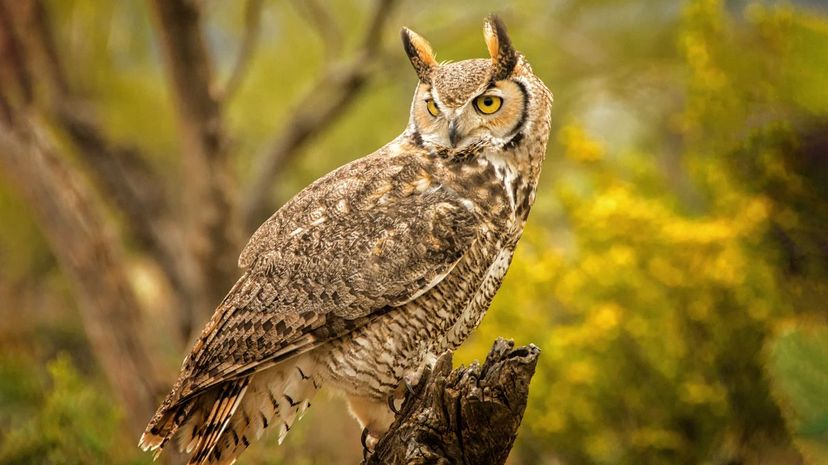 great horned owl