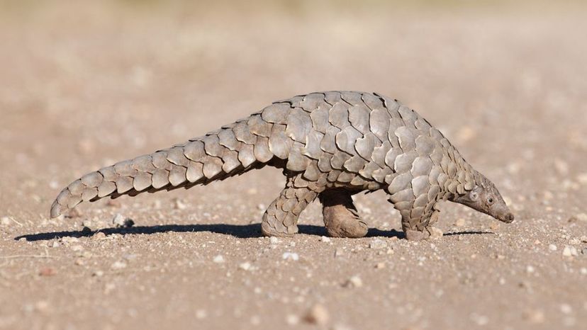 Pangolin