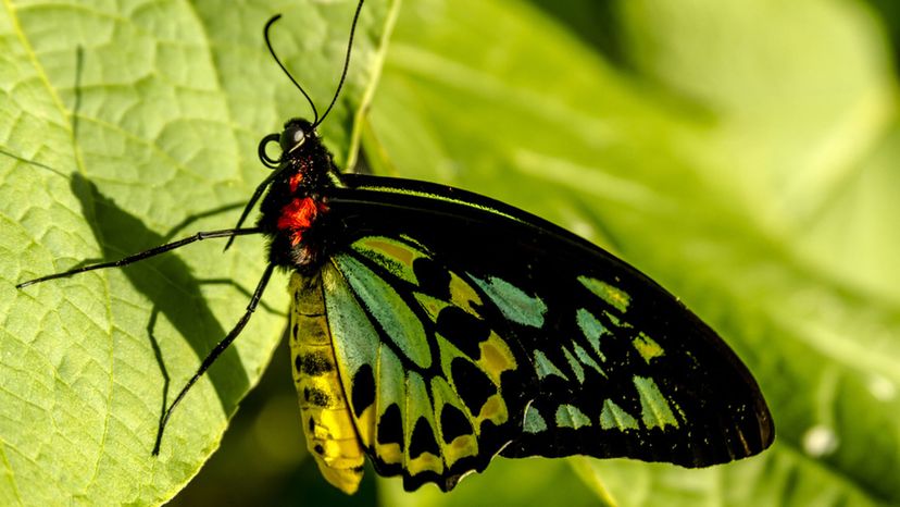 Goliath Birdwing Butterfly