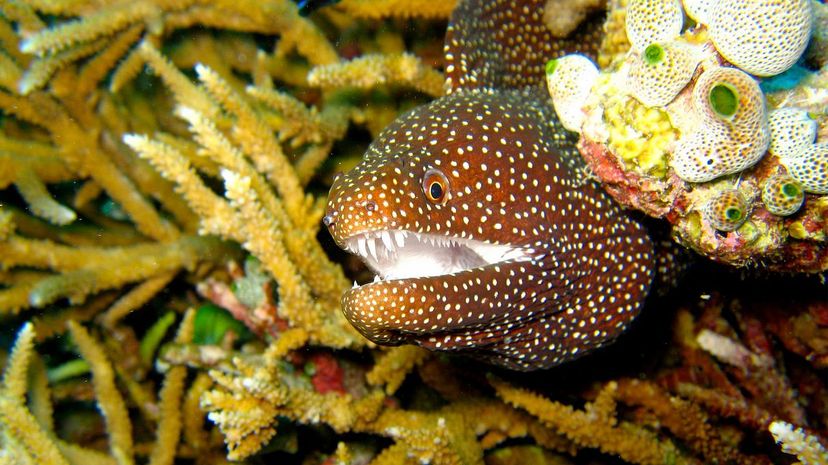 Moray eel