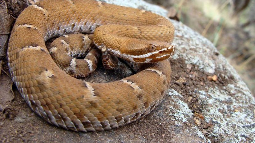 Arizona ridge-nosed rattlesnake