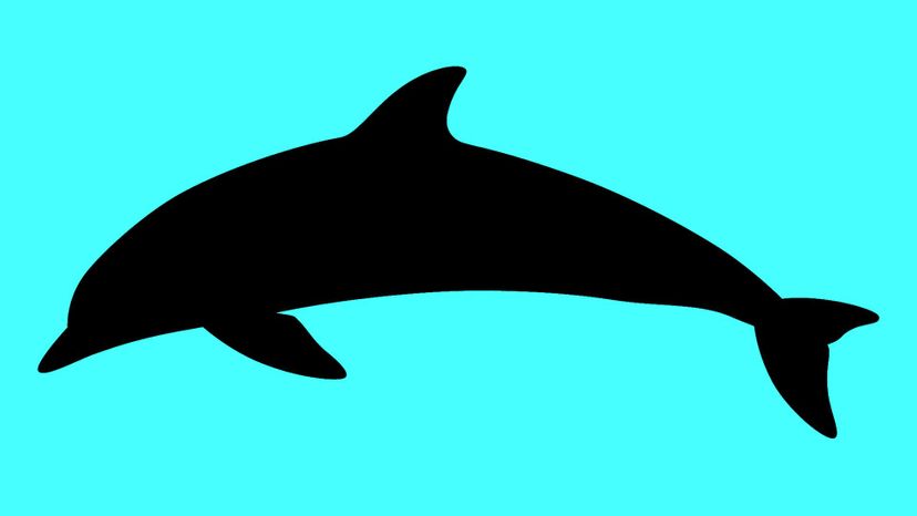 dolphin