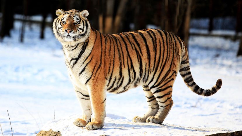 Siberian tiger