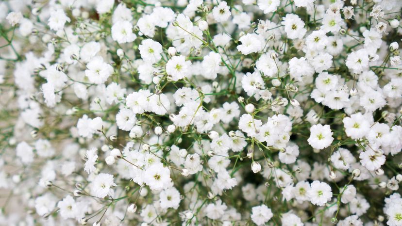 3 babys breath GettyImages-548489465