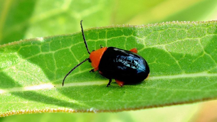 Flea Beetle