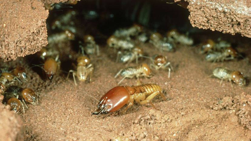Termite
