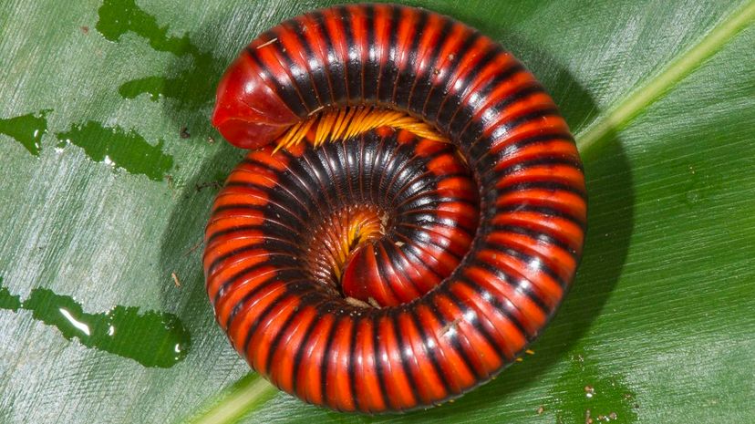 Giant African Millipede