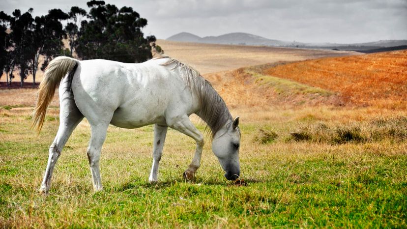 Arabian