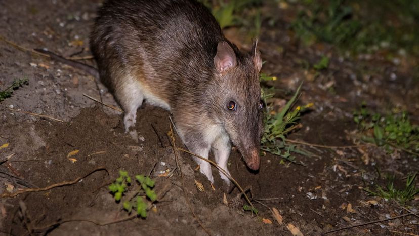 Bandicoot