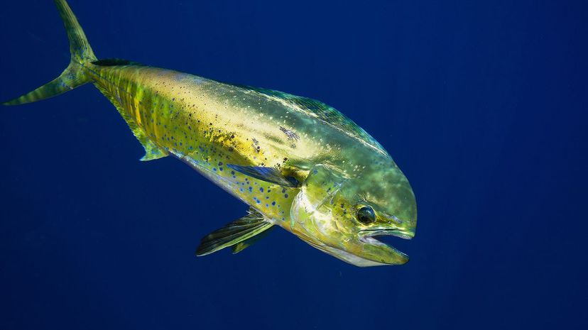 Mahi-mahi