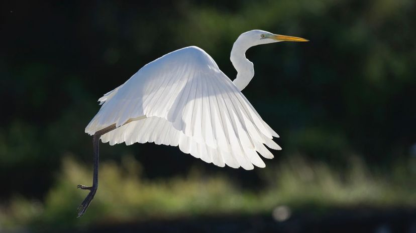 Great egret