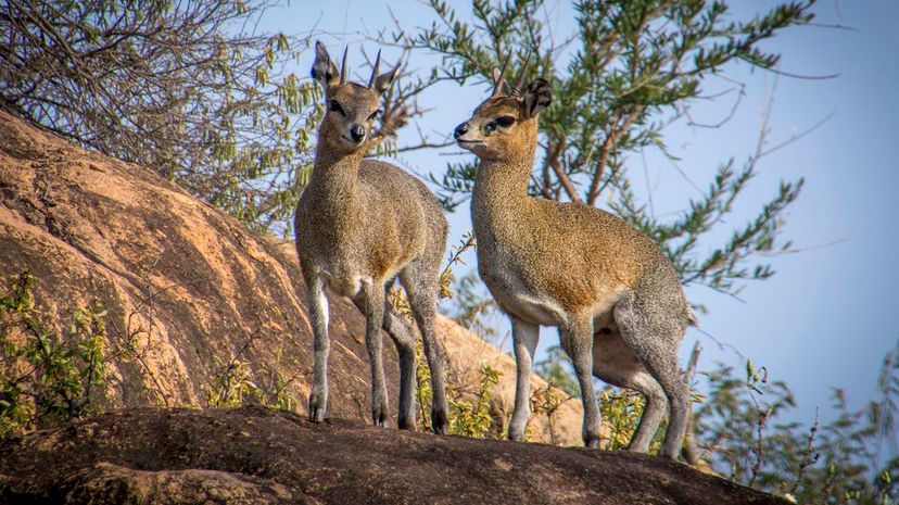 Klipspringer