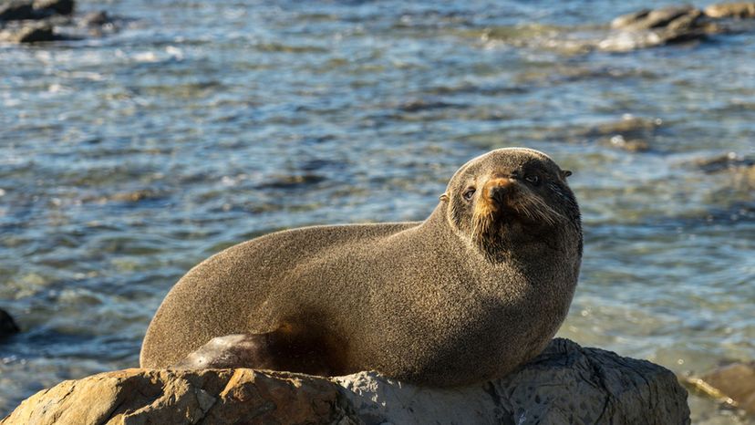 Fur seal