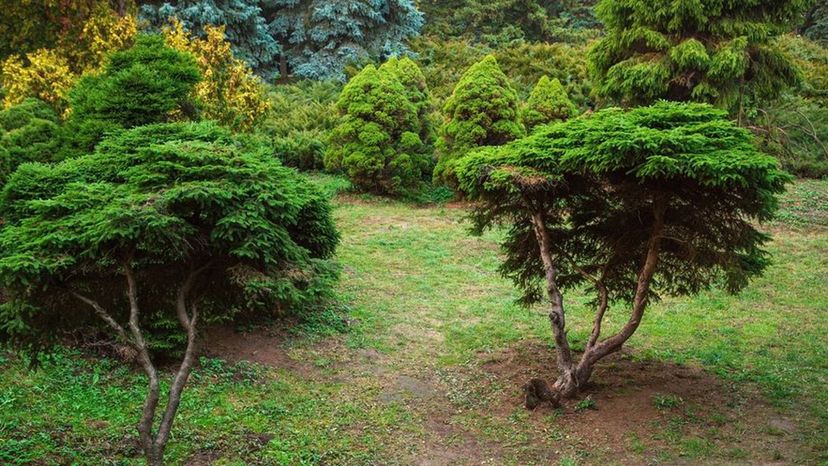 Yew