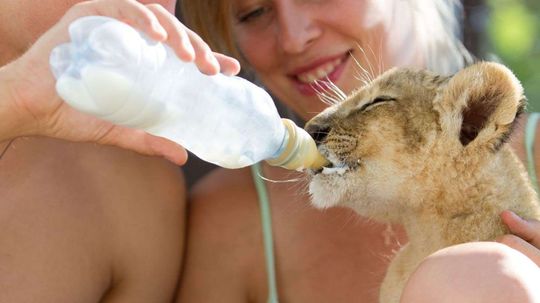 Can You Name All of These Ridiculously Adorable Baby Animals From an Image?