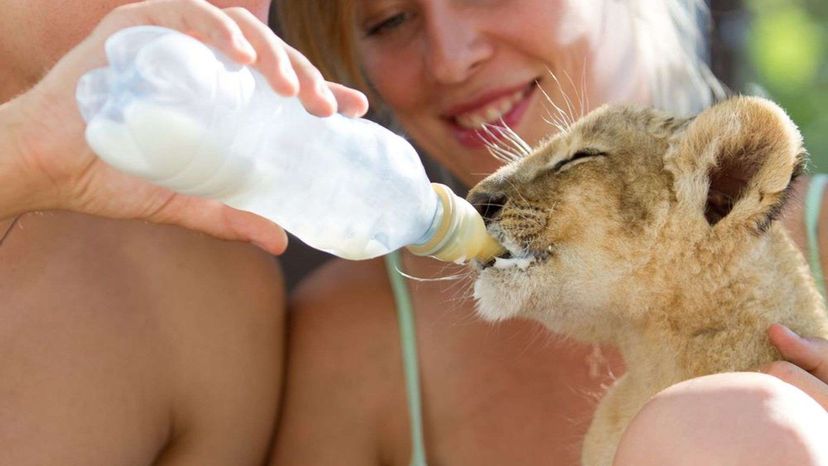 Can You Name All of These Ridiculously Adorable Baby Animals From an Image?