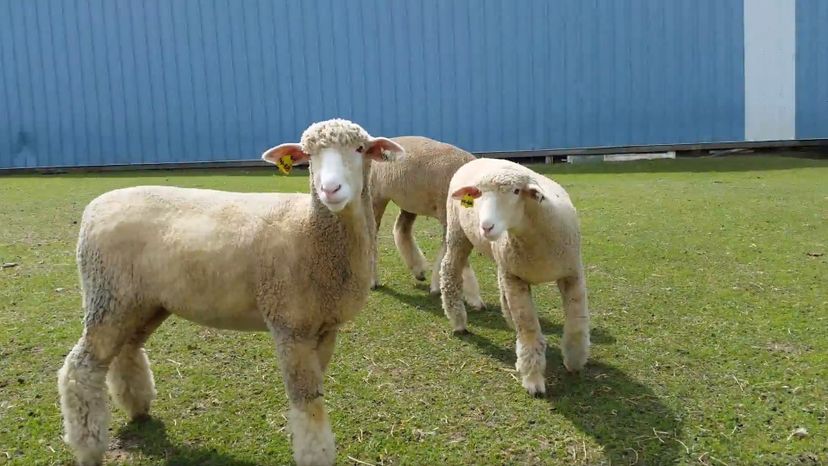 Columbia Sheep