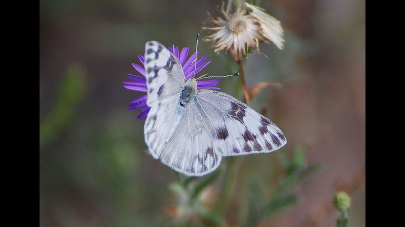 Checkered white butterfly