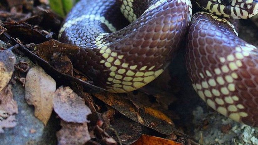 California_Kingsnake