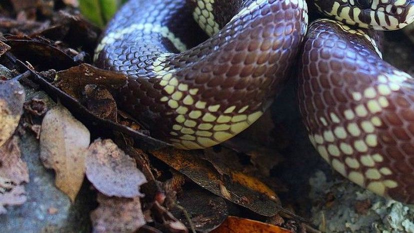 California_Kingsnake