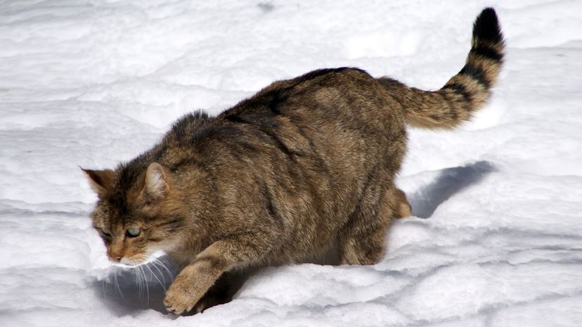 European Wildcat