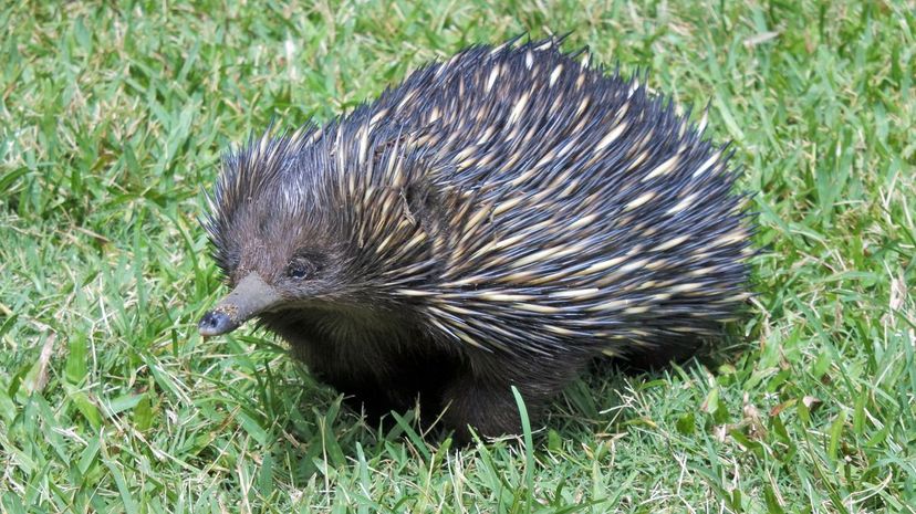 Echidna