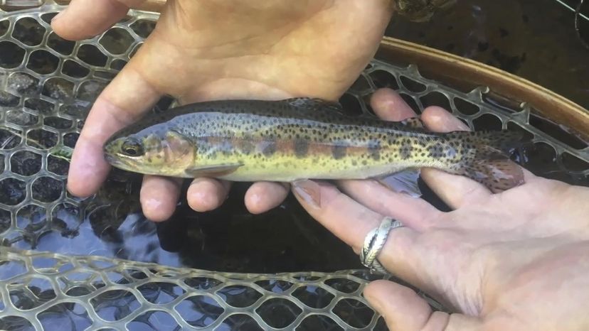 Goose Lake Redband Trout