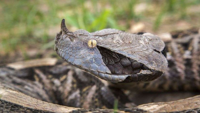 Gaboon Viper Hero