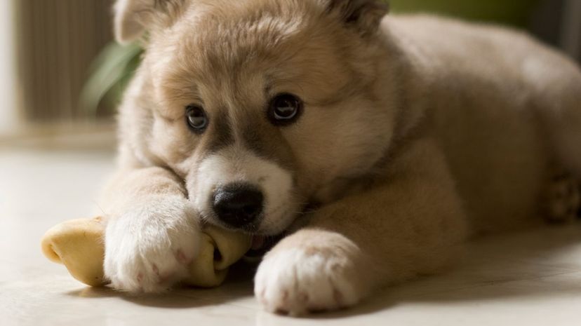 Puppy with bone