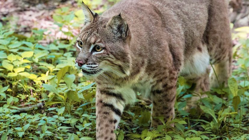 Bobcat