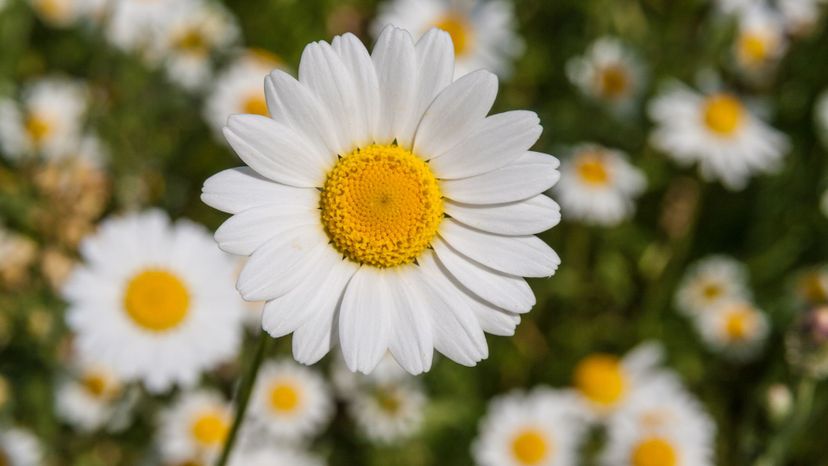 2 daisy GettyImages-475366365