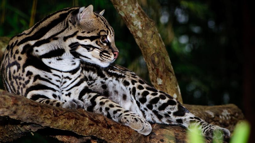 Ocelot