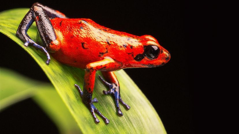 Poison dart frog