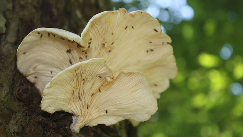 Angels_wings_mushroom