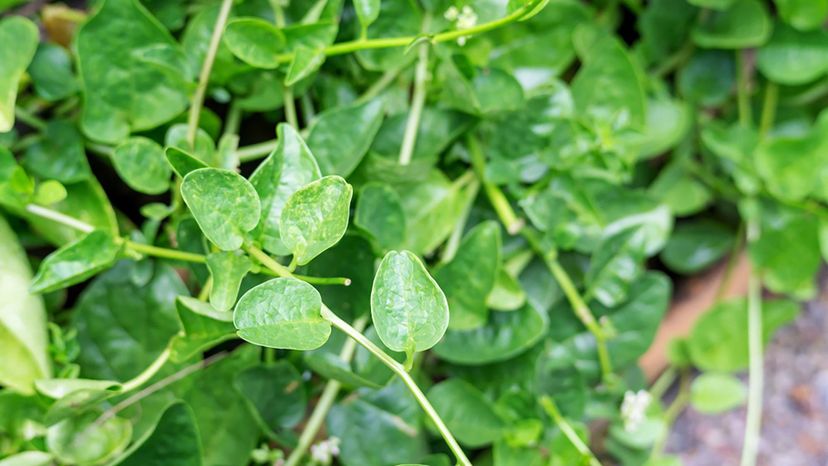 Basella alba (Malabar spinach)