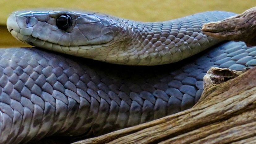 Este quiz de identificação de cobras venenosas é realmente difícil