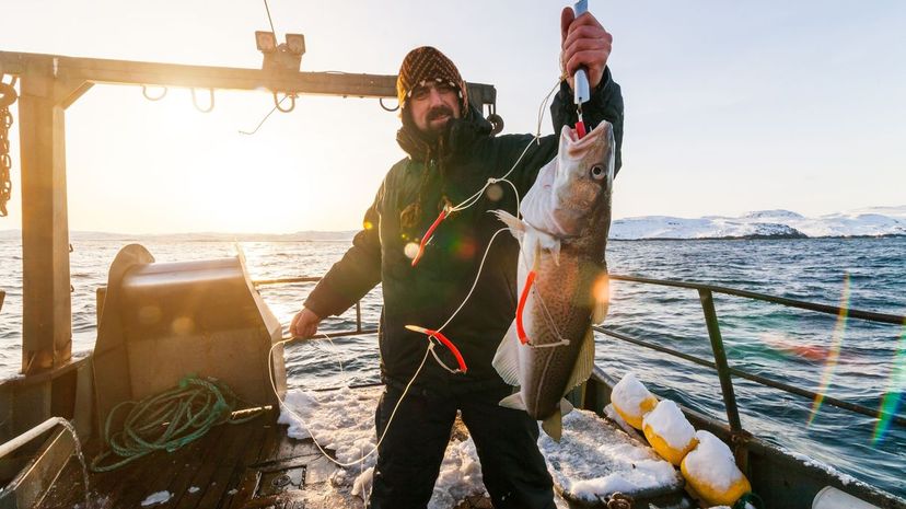 giant blob fish caught