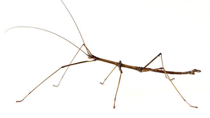 Northern Walkingstick