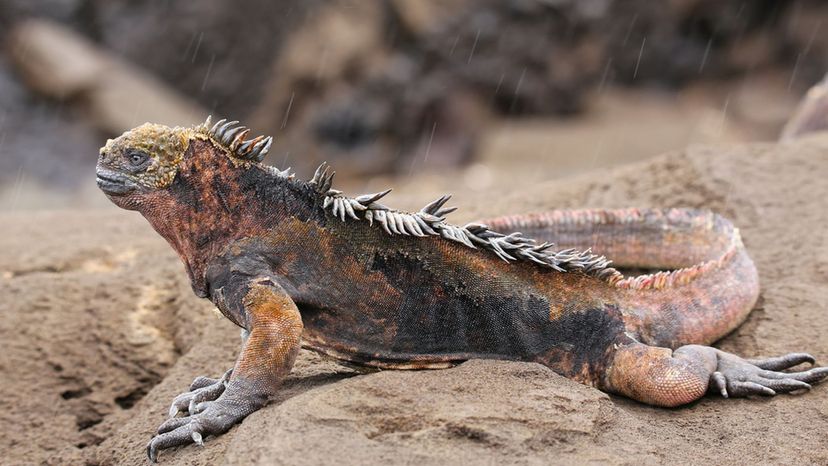 Marine Iguana