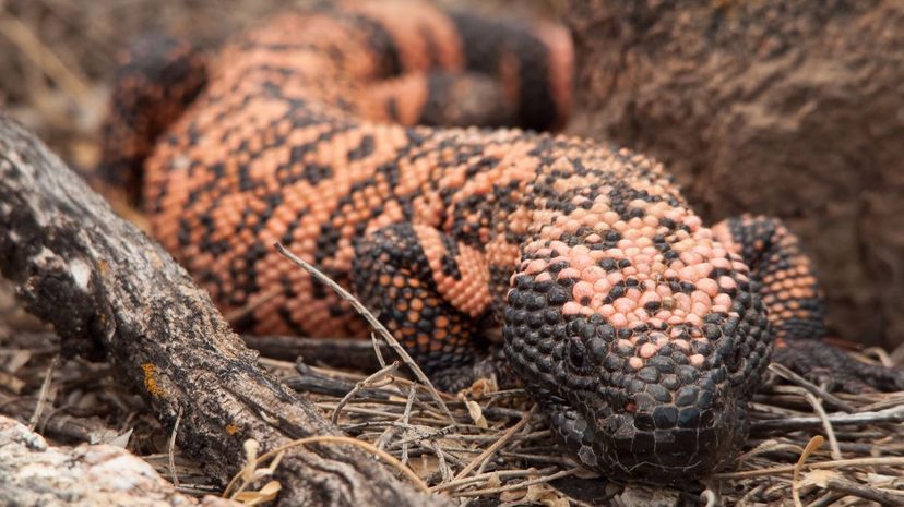 Gila monster