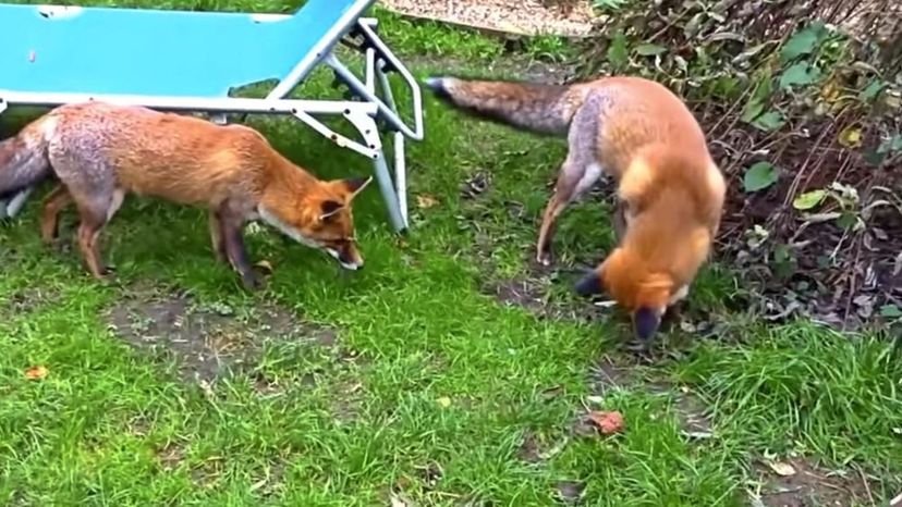 Red Foxes