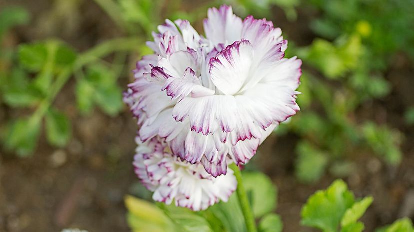Carnation