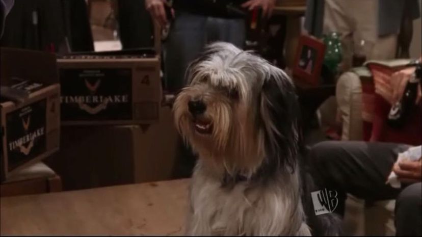 7 - Lorelai's dog Paul Anka